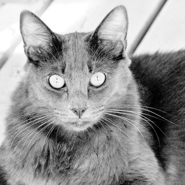 Pets available for adoption